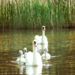 Swans at Tredegar House