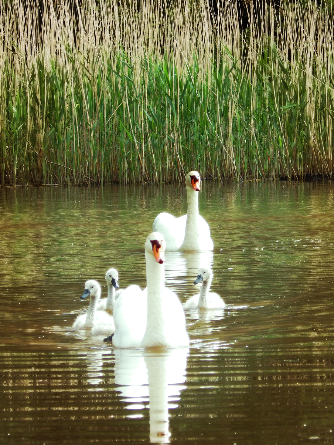 Swans at Tredegar House