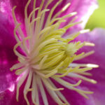 Clematis blossom