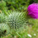 Thistle blossom