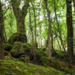 Moss covered boulders and trees